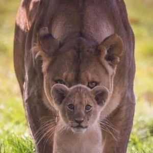 Meet your Posher, Natosha